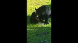 Mother Bear and her cubs