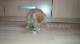 Cute baby kitty playing