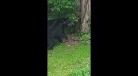 Bear fight