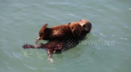 Sweet video clips of baby sea otters with their moms.