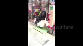 Dog rides rocking horse in China