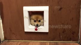 Tiny Dog Loves To Use The Cat Flap