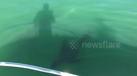 Tough seal chases great white shark