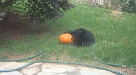 Smashing Pumpkins - Bears vs. Halloween Pumpkins