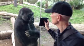 Gorilla watching YouTube!