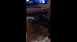 Cat playing with PS4 disc