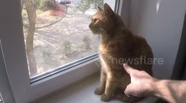 Cat FROZE and not responding!