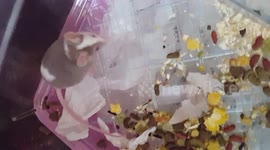 Cute Mouse Squeaking