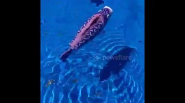 Toy Fish Swimming