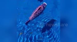 Newsflare Edit - Toy Fish Swimming