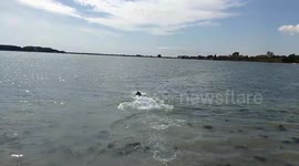 Dog Swimming