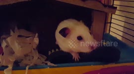 Mario the hamster with a chew toy