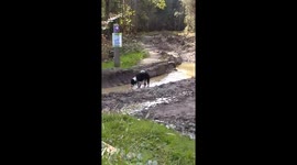 Dog in a muddy puddle