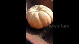 Checking If Your Pumpkin Is Ripe