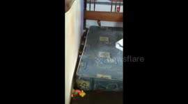 Terrifying moment king cobra in a child's room