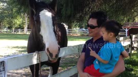 Son meets a real horse for the very first time.