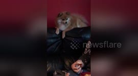 Newsflare Edit - Dog Annoying owner for Pizza is the cutest thing today