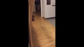 Kitten scared of wine cork