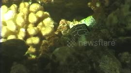 eel attacks fish & eats it