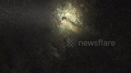 eel attacks fish & eats