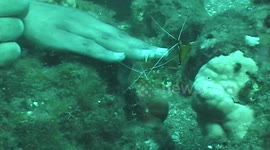 eel attacks fish & eats it
