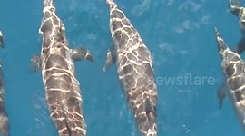 dolphins underwater maui hawaii