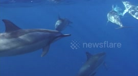 dolphins underwater surface swimming maui hawaii
