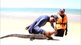 Monitor lizard caught on beach after terrified tourists mistook it for a crocodile