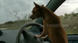 Dog driving car