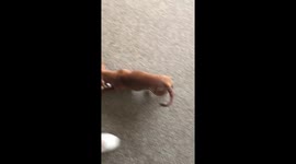Sausage dog puppy attacking owners pompom slippers!