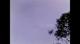 México. Santuario-Sotano de las Hua Huas. Swallows birds. Entrada de las aves. Toma 2 larga. 2014