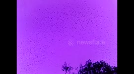 México. Santuario-Sotano de las Hua Huas. Swallows birds. Entrada de las aves. Toma 3. 2014. Mejor