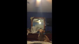 You spin me ‘Round...kitten mesmerized by ceiling fan