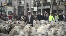 Shepherds drive 1,300 sheep through the centre of Madrid