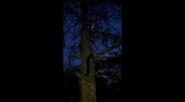 Python climbing tree whilst Bushbaby looks on warily