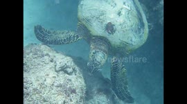 Swimming with a turtle