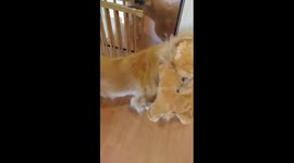 Golden Retriever gets WAY too excited seeing toddler in matching Halloween outfit