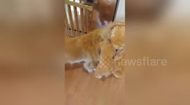 This golden retriever can't handle toddler's matching costume