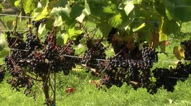 Grape Harvest North Wales