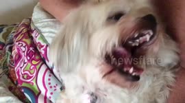 Former shelter dog absolutely loves affection!
