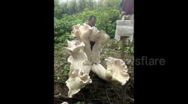 Giant wild mushroom spotted in southwestern China