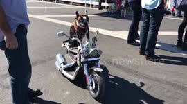 Dog riding a motorcycle