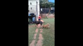 Toddler attempting to walk in adult cowboy boots
