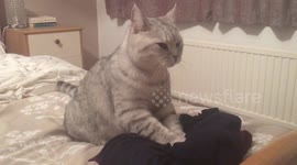 Cute cat kneading laundry