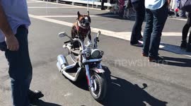 Dog rides motorbike on San Diego road