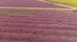 Pink 'sea' of flowers in eastern-central China