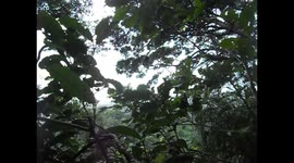 Nicaragua. Ometepe volcano. Howling monkeys. Encuentro con monos aulladores subiendo volcán Maderas. 2014
