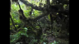 Nicaragua. Ometepe. Volcano moss, jungle, trees. Subida al volcán Maderas. Detalle del musgo en los árboles. 2014