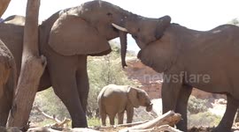 This is what elephants' love is like