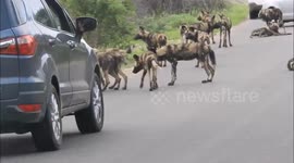 Biggest Wild Dog Pack in Kruger Park ! Wild Dog Mega Pack !